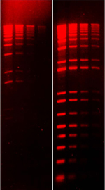 41003-EtBr-vs-GelRed-labeled-wider-150.j