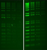 41005-SYBRSafe-vs-GelGreen-labeled-200.j