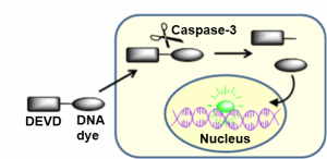 NucView 488-Detecting caspase-3 activity in live cells,caspase-3活性检测,caspase活性检测,caspase-3活性测定,细胞凋亡,细胞程序死亡,活细胞检测