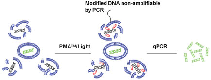 NucView 488-Detecting caspase-3 activity in live cells，caspase-3活性检测，caspase活性检测，caspase-3活性测定，细胞凋亡，细胞程序死亡，活细胞检测